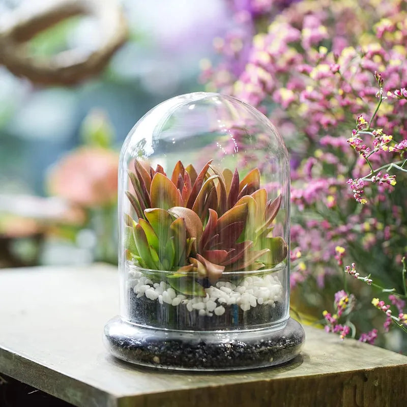 Clear Glass Dome with Airhole - Decorative Cloche Bell Jar with Base for Plant and Display