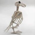 Halloween Skeleton Raven Decor - Plastic Bird Skeleton Prop for Spooky Scene