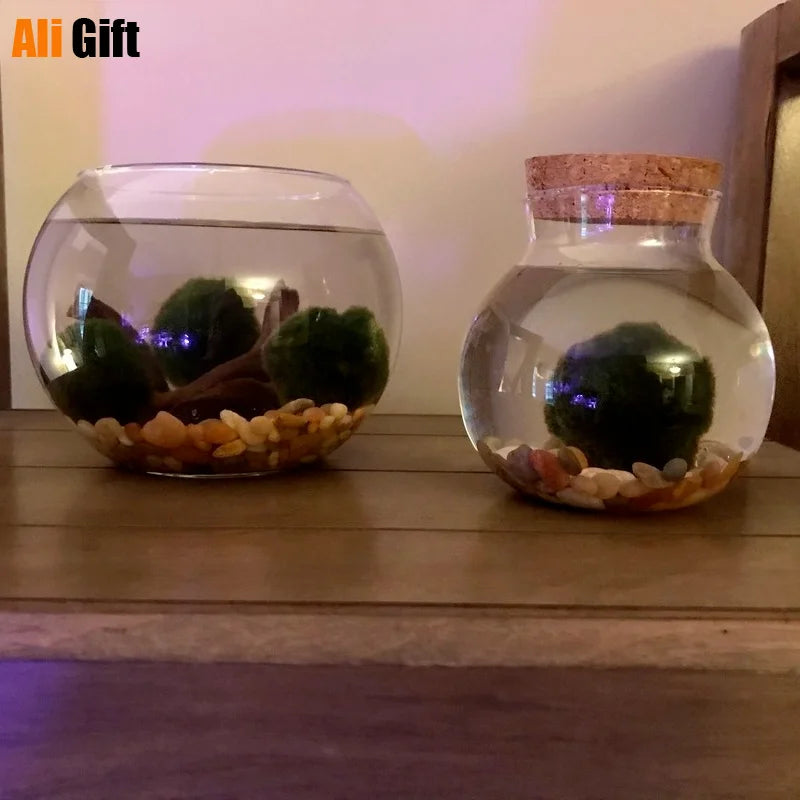Micro Landscape Glass Bottle Vase with Wooden Lid - DIY Home Decor, Multiple Sizes