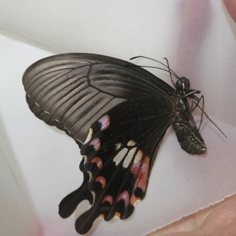 Butterfly Specimens for Craft Making - 10PCS Small to Large DIY Practice Materials