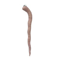 Cute Thirsty Worm Plant Decor for Indoor & Outdoor Gardens - Playful Ornament