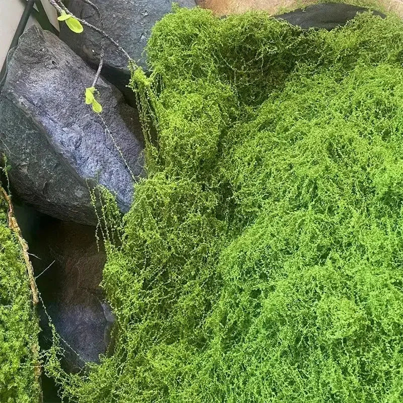 Artificial Green Moss for Crafts and Home Decor - Fake Preserved Plant