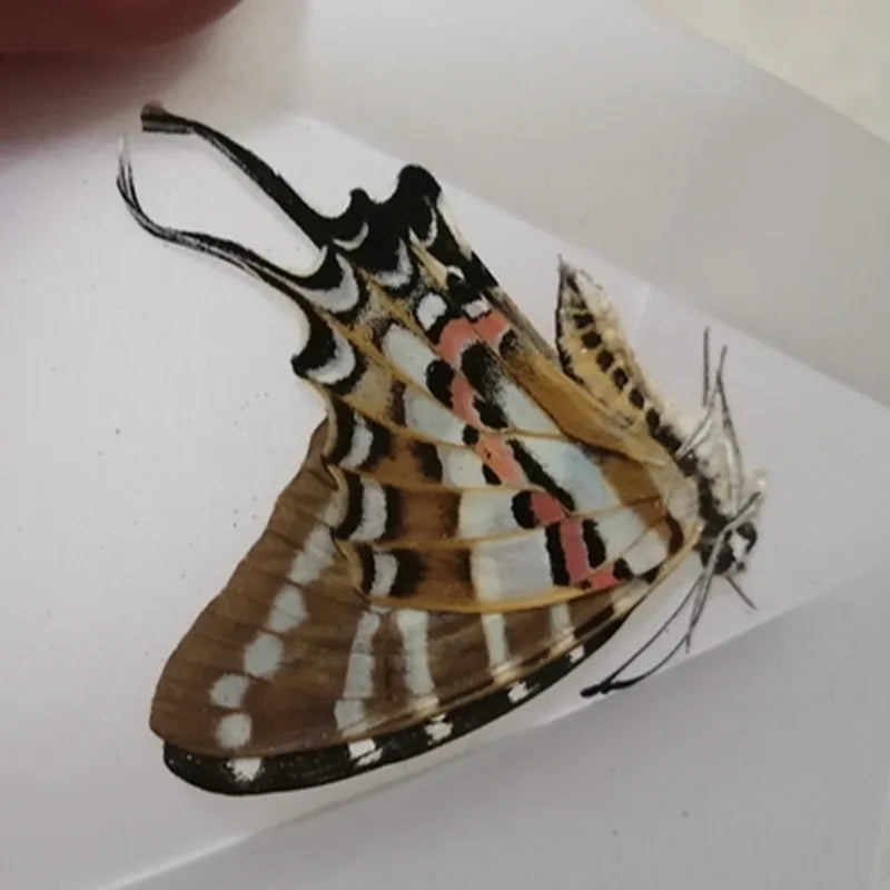 Butterfly Specimens for Craft Making - 10PCS Small to Large DIY Practice Materials
