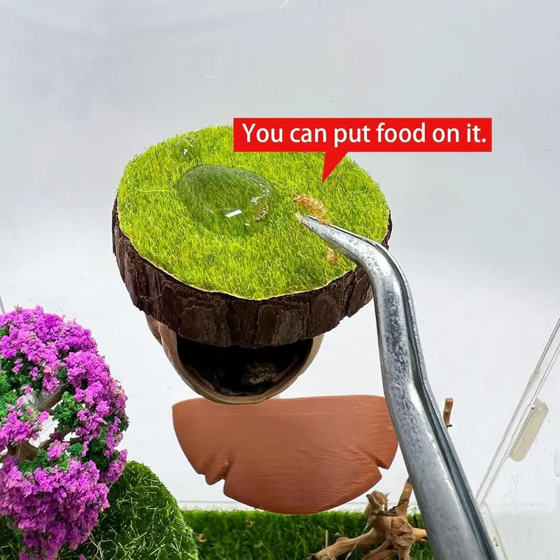 Jumping Spider Enclosure Kit with Hideout & Decor - Natural Habitat Accessories