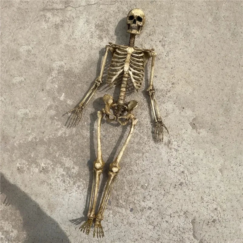 Miniature Skeleton Skull Model for Halloween Dioramas Aquarium & Home Decor - 1:12 Scale