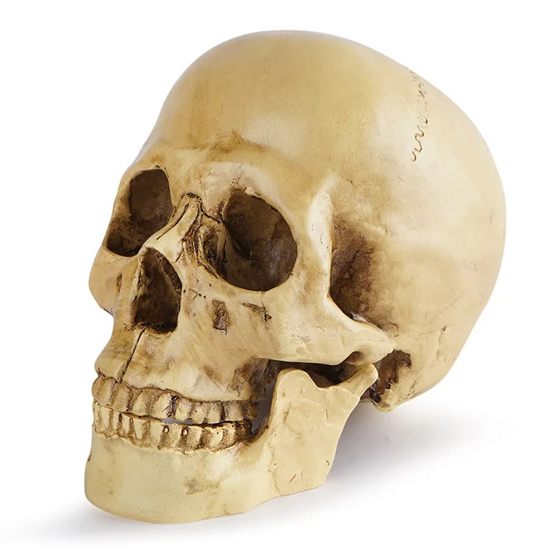 Resin Skull Decor Halloween Centerpiece Gothic Horror Party Decoration