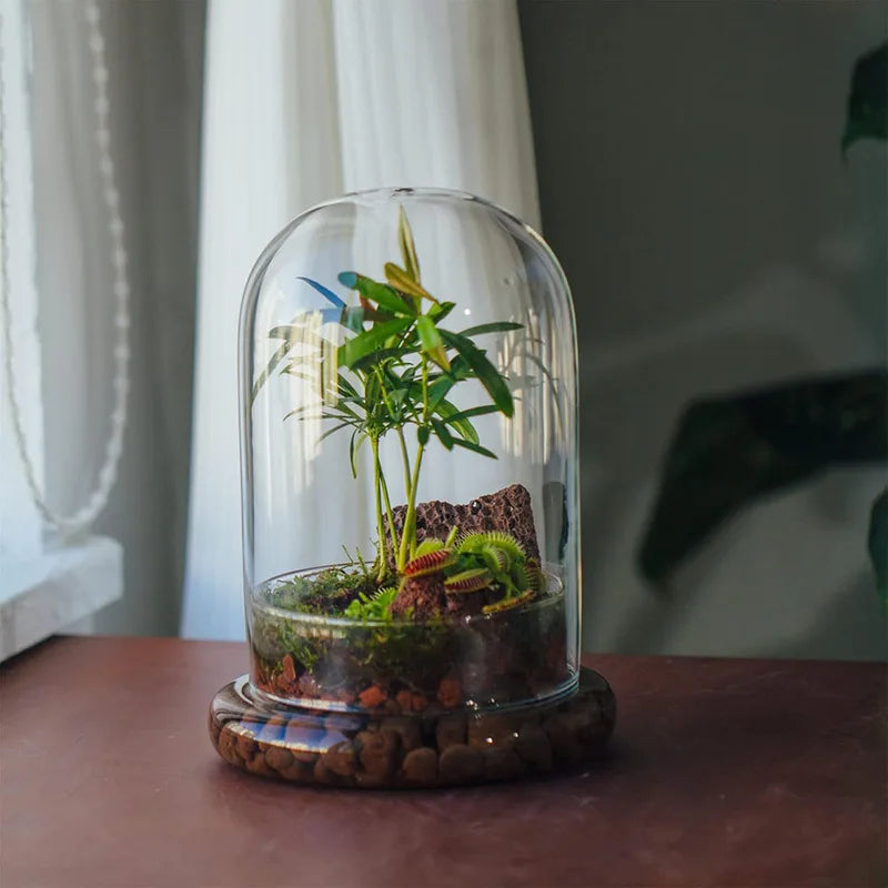 Clear Glass Dome with Airhole - Decorative Cloche Bell Jar with Base for Plant and Display