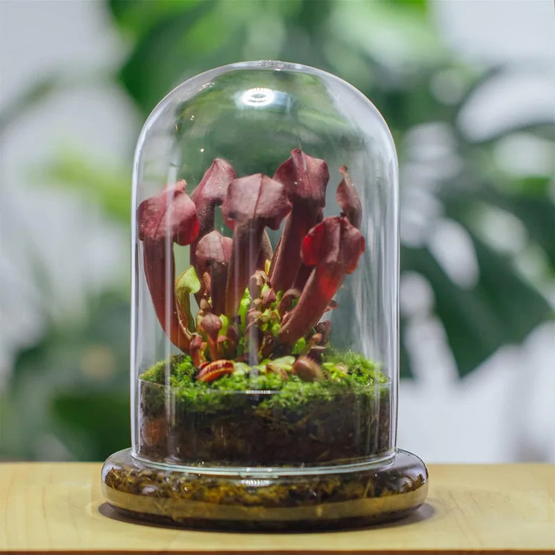 Clear Glass Dome with Airhole - Decorative Cloche Bell Jar with Base for Plant and Display