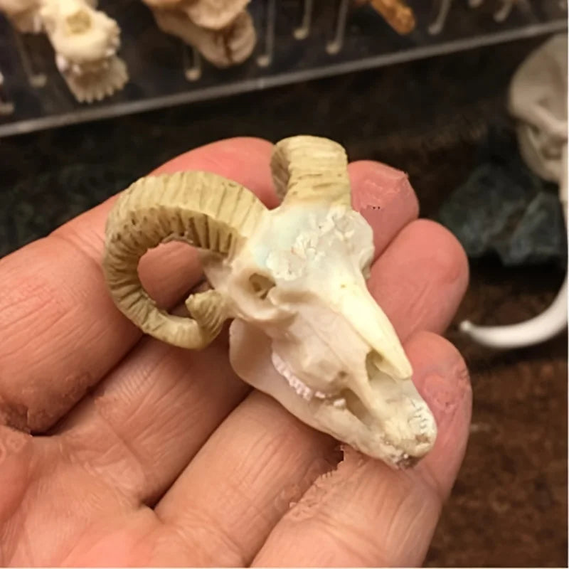 Aquarium Decor Resin Dinosaur Crocodile Sheep Skull & Ape-Man Figurines