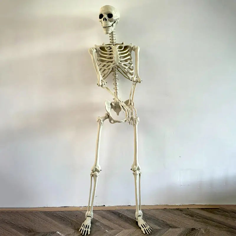 Life Size Human Skeleton Prop for Halloween Haunted House Decor - Movable Joints