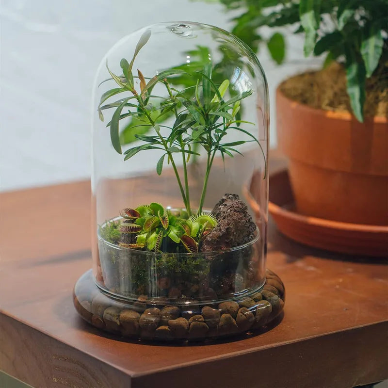 Clear Glass Dome with Airhole - Decorative Cloche Bell Jar with Base for Plant and Display