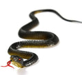 45cm Realistic Rubber Snake Toy Halloween Prank Prop Bird Repellent