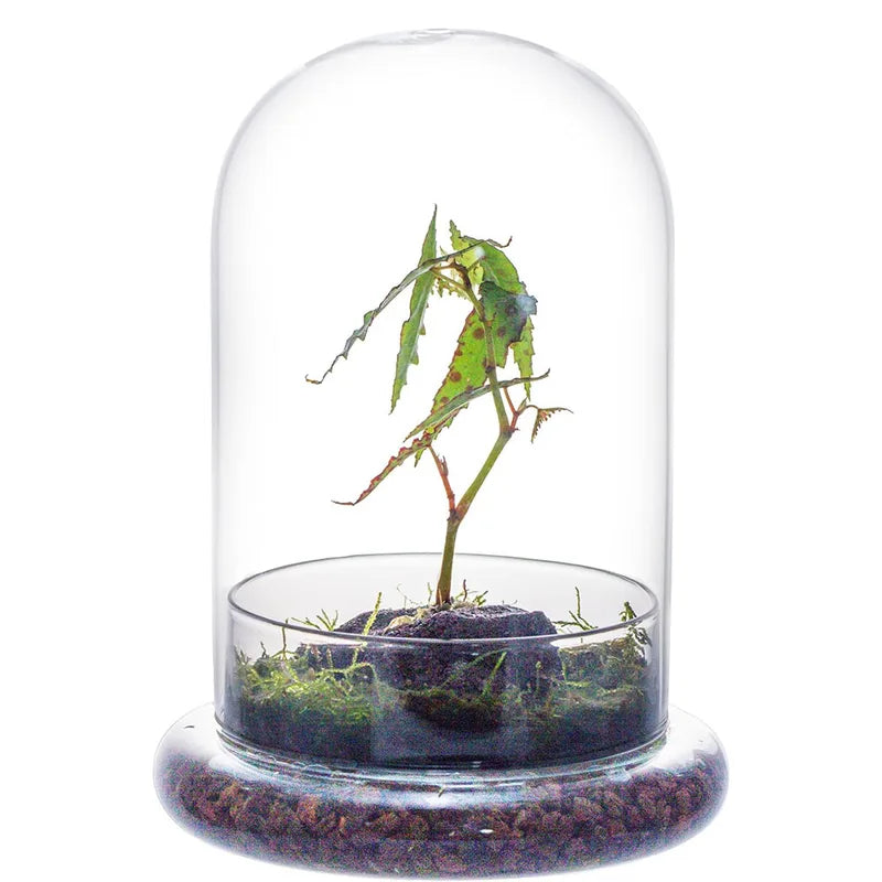 Clear Glass Dome with Airhole - Decorative Cloche Bell Jar with Base for Plant and Display