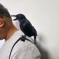 Halloween Crow Shoulder Cosplay Costume Accessories with Elastic Band - Holiday Decor