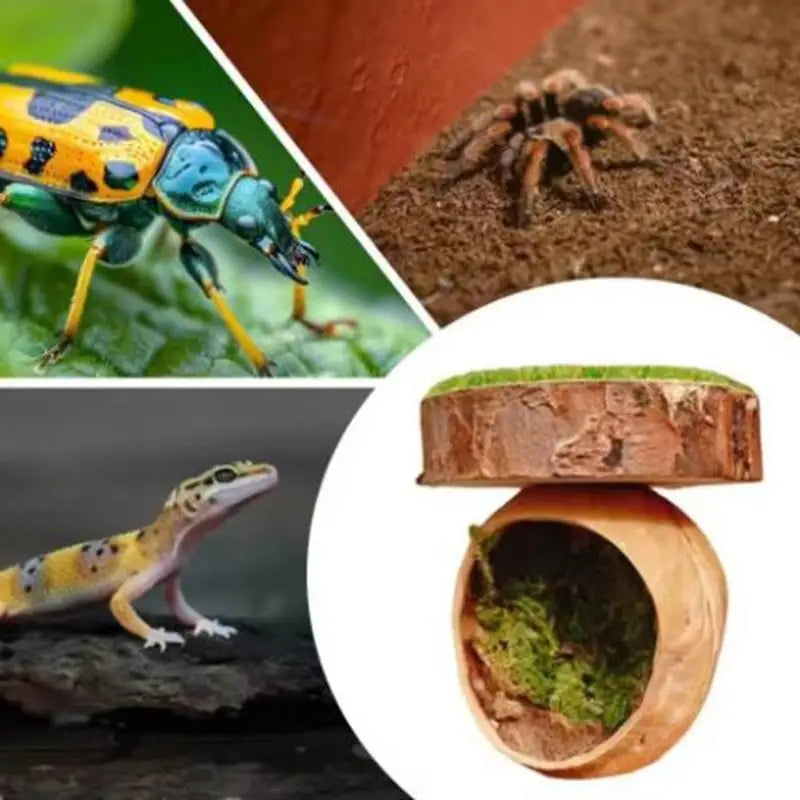 Magnetic Jumping Spider Hide Cave Mini Habitat Handmade Pet Spider Enclosure
