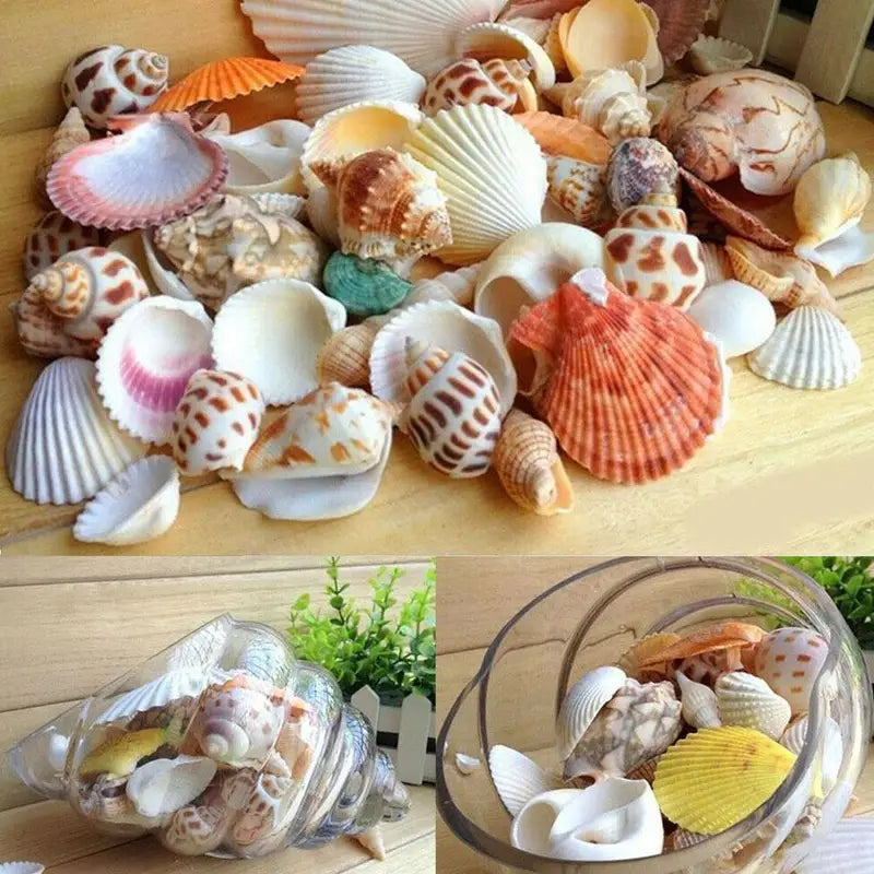 60Pcs Natural Sea Shells for Crafts Aquarium Decor Photo Props Home Decoration
