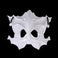 Horror Demon Skull Mask with Long Teeth - Halloween Party Cosplay Prop
