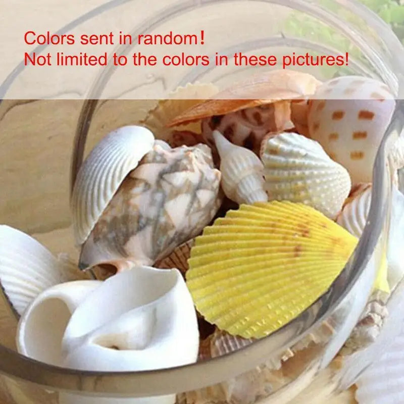 60Pcs Natural Sea Shells for Crafts Aquarium Decor Photo Props Home Decoration