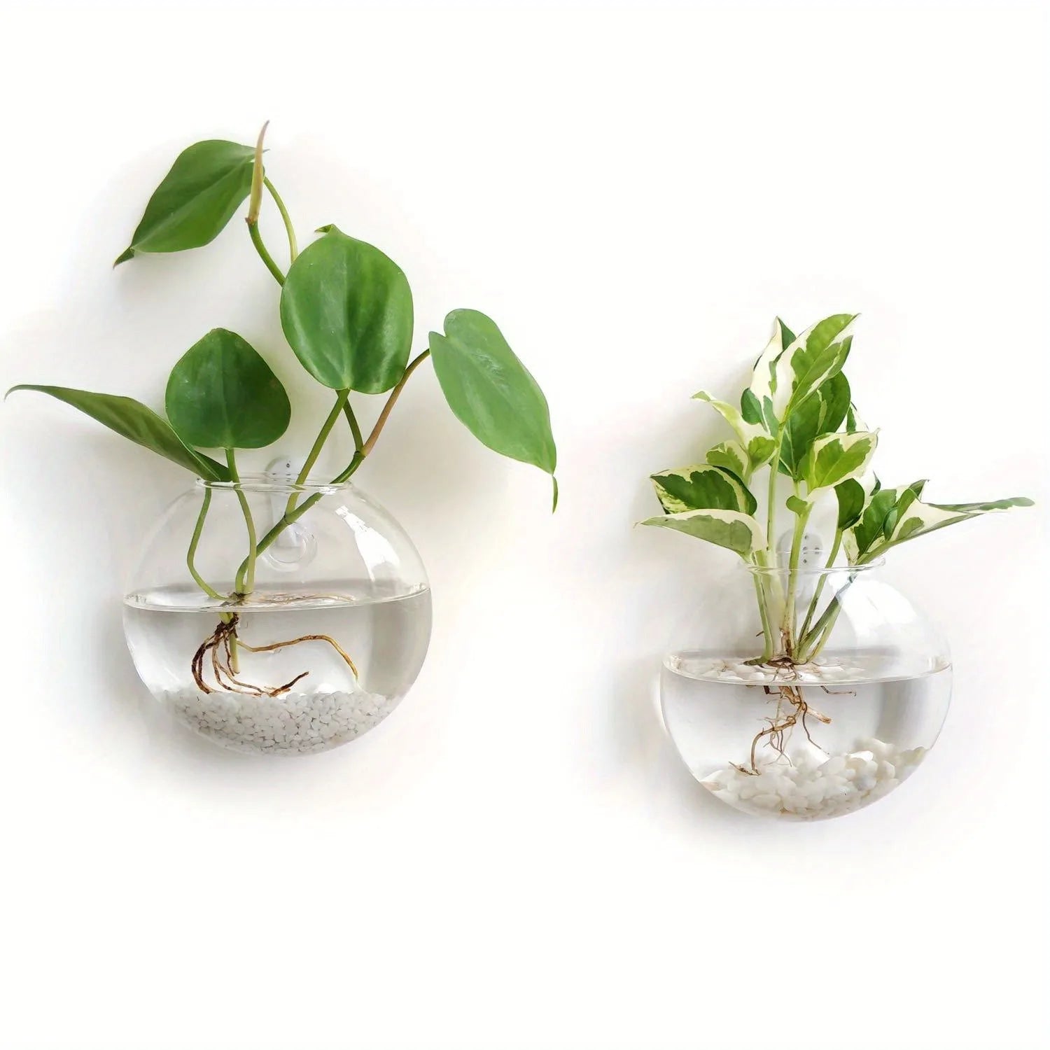 Wall Hanging Glass Terrarium with Self-Watering Hydroponic System - Handmade Round Crystal Vase