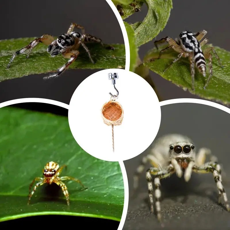 Natural Jumping Spider Shelter House Small Animal Habitat Enclosure Handmade