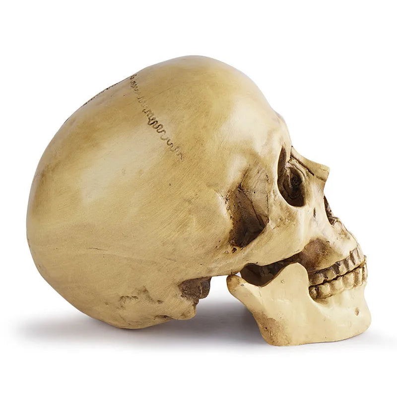 Resin Skull Decor Halloween Centerpiece Gothic Horror Party Decoration