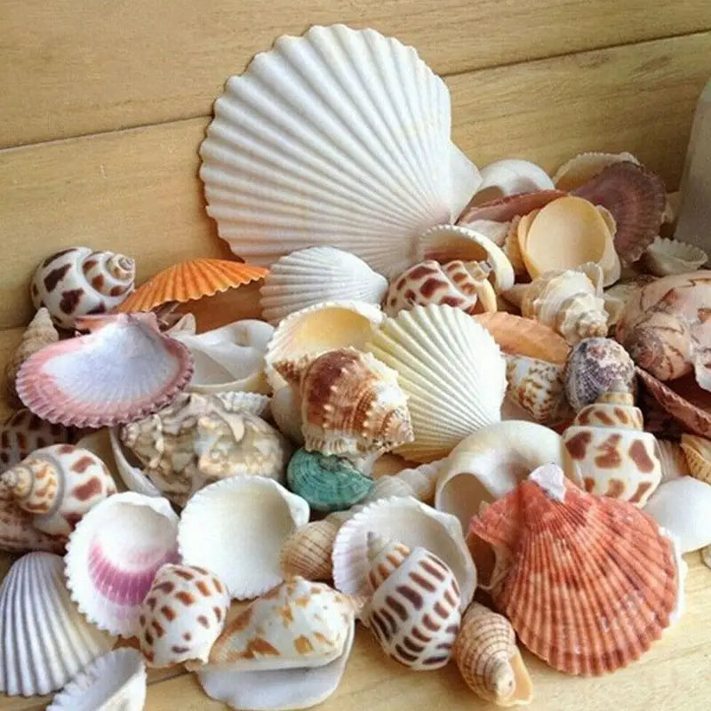60Pcs Natural Sea Shells for Crafts Aquarium Decor Photo Props Home Decoration