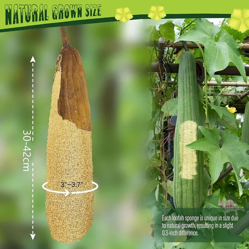 Natural Organic Loofah Sponge - Exfoliating Shower Body Scrubber 30-40cm