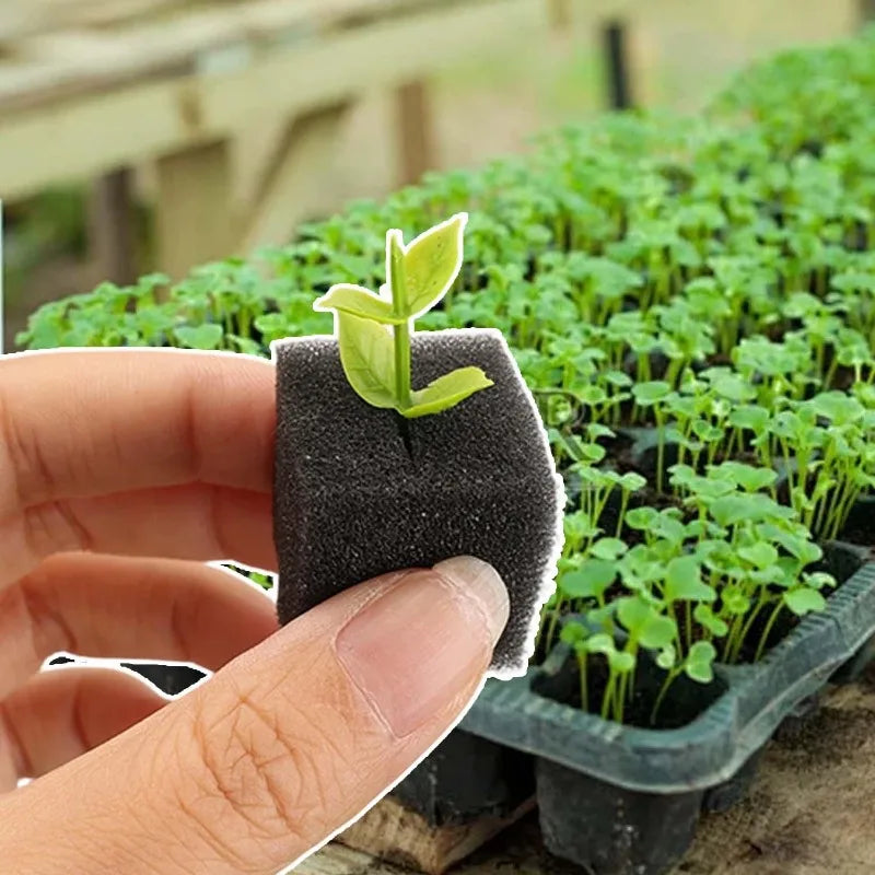 Hydroponic Plant Growing Sponges 100-500pcs Square Soilless Cultivation Blocks