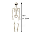 Posable Skeleton Halloween Decoration Human Bone Horror Prop