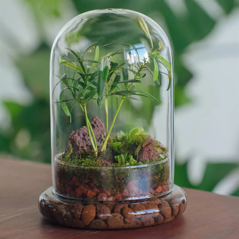 Clear Glass Dome with Airhole - Decorative Cloche Bell Jar with Base for Plant and Display