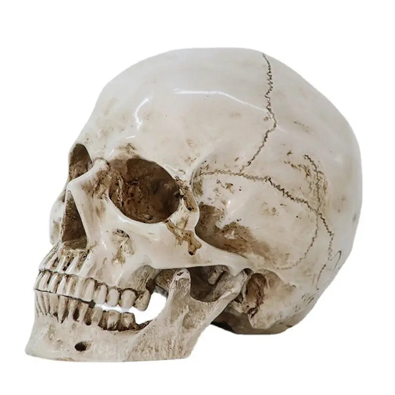 Realistic Human Skull Replica Model - Life-Size Medical Skeleton Head for Decoration