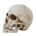 Realistic Human Skull Replica Model - Life-Size Medical Skeleton Head for Decoration