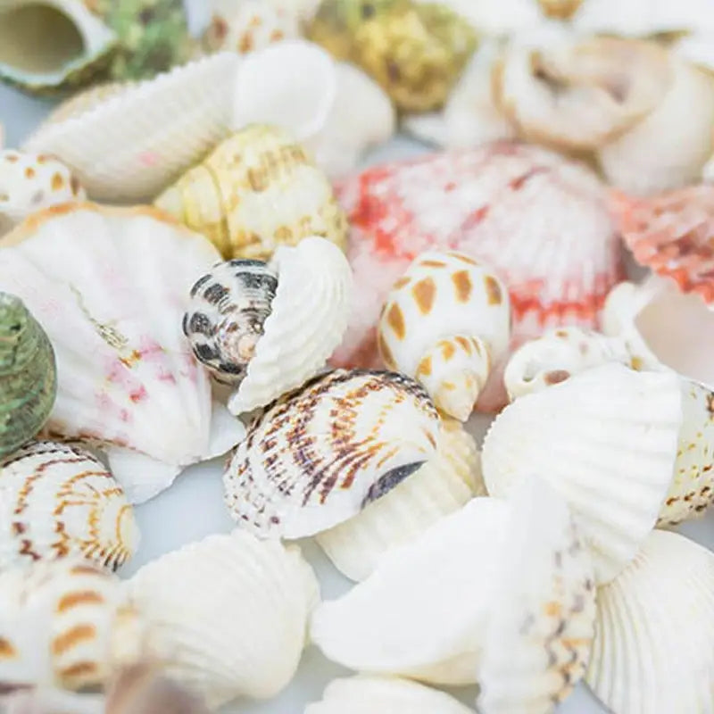 60Pcs Natural Sea Shells for Crafts Aquarium Decor Photo Props Home Decoration