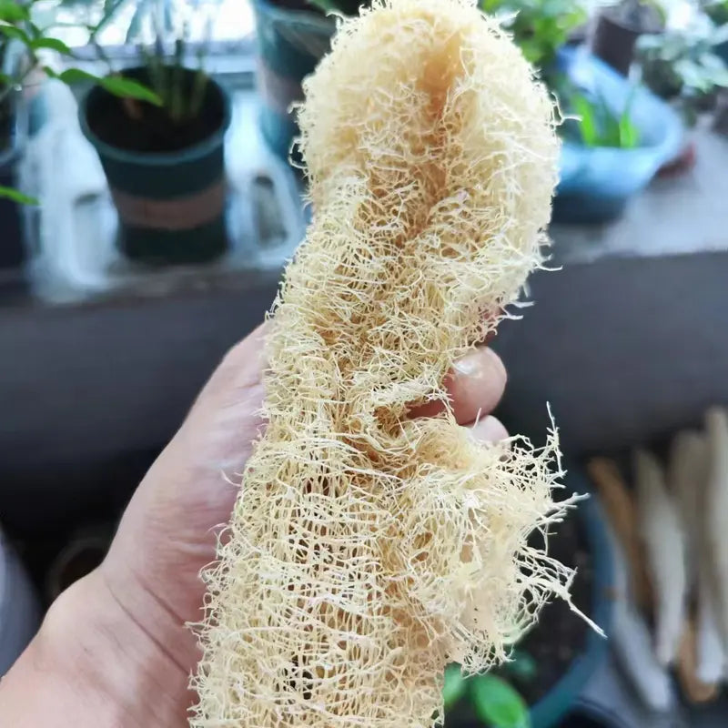 Natural Loofah Sponge Multi-Purpose Cleaning and Body Exfoliating Pad
