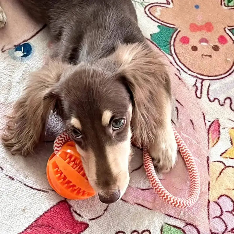 Pet Dog Toy Bite-Resistant Cotton Rope Treat Ball for Teeth Cleaning & Training