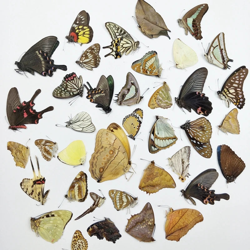 Butterfly Specimens for Craft Making - 10PCS Small to Large DIY Practice Materials