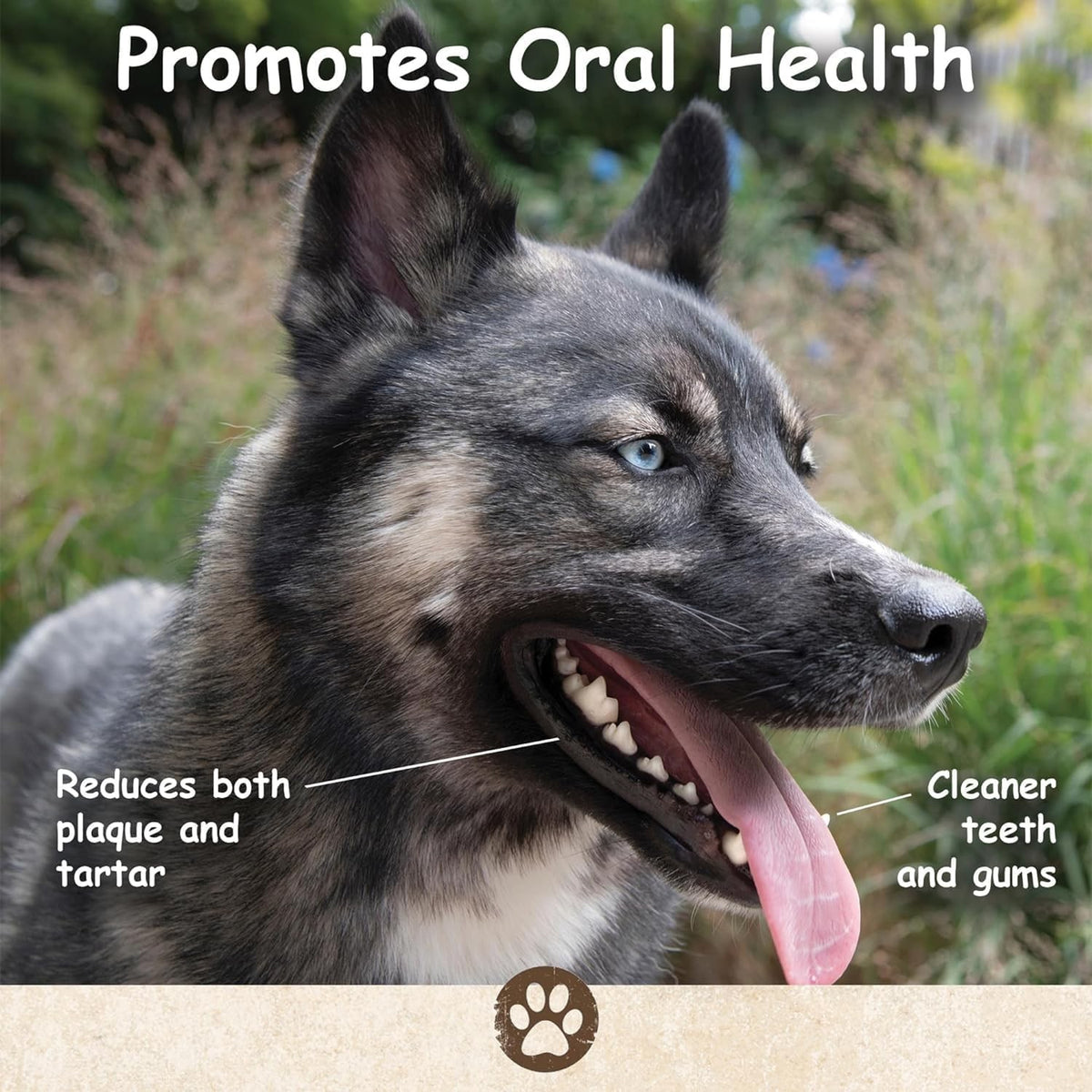 Pig Ear Dog Treats - Natural Thick Chews for Small to Large Dogs, 1LB