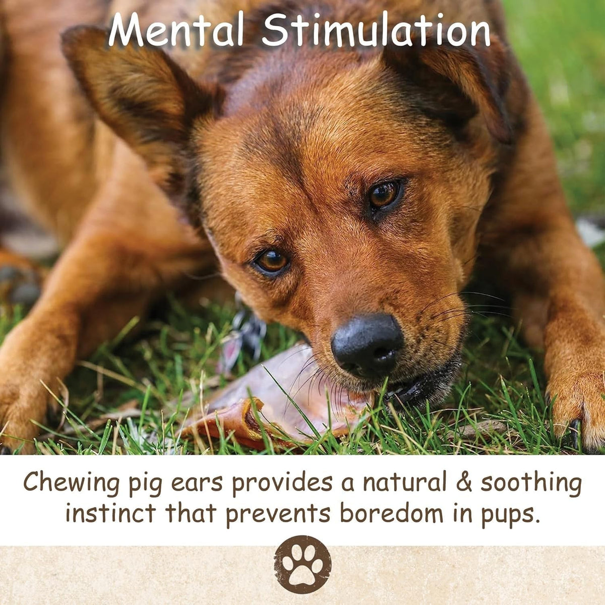 Pig Ear Dog Treats - Natural Thick Chews for Small to Large Dogs, 1LB