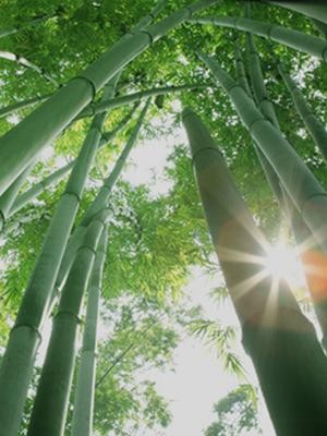 Bamboo Toothpicks for Oral & Food Use - 600 Count, Natural, Durable
