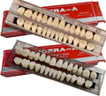 Dental Training Model Set with 56 Acrylic Resin False Teeth for Teaching and Demo