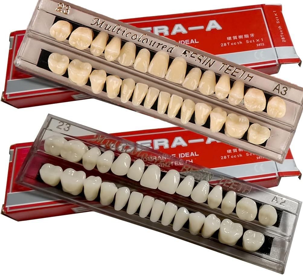 Dental Training Model Set with 56 Acrylic Resin False Teeth for Teaching and Demo