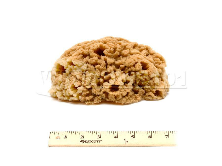 Natural Sea Sponge for Painting, Absorption & Crafting 6-7in