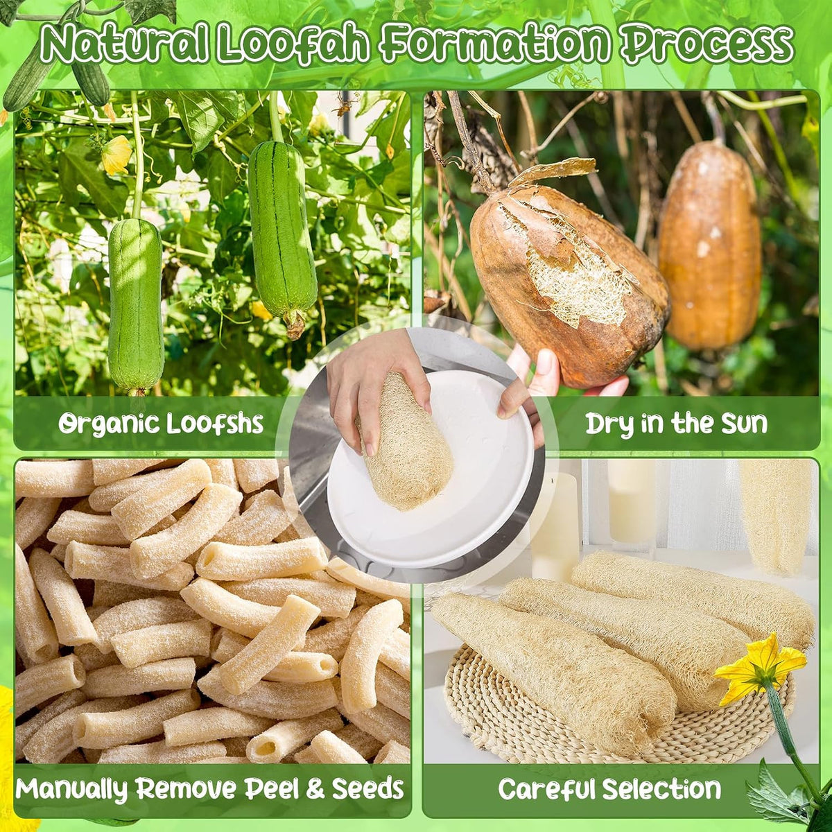 Natural Loofah Sponges 11.8-Inch 6-Pack, Organic Bath & Body Exfoliator